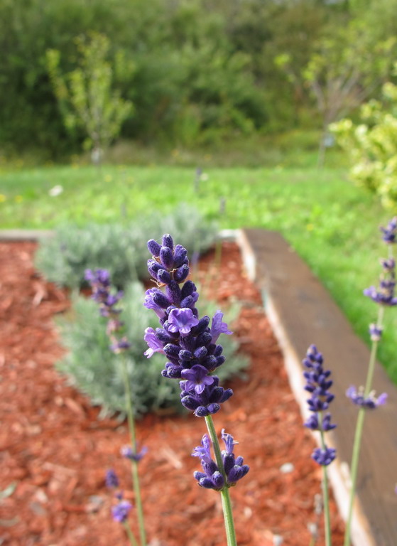 Lavandula Angustifolia